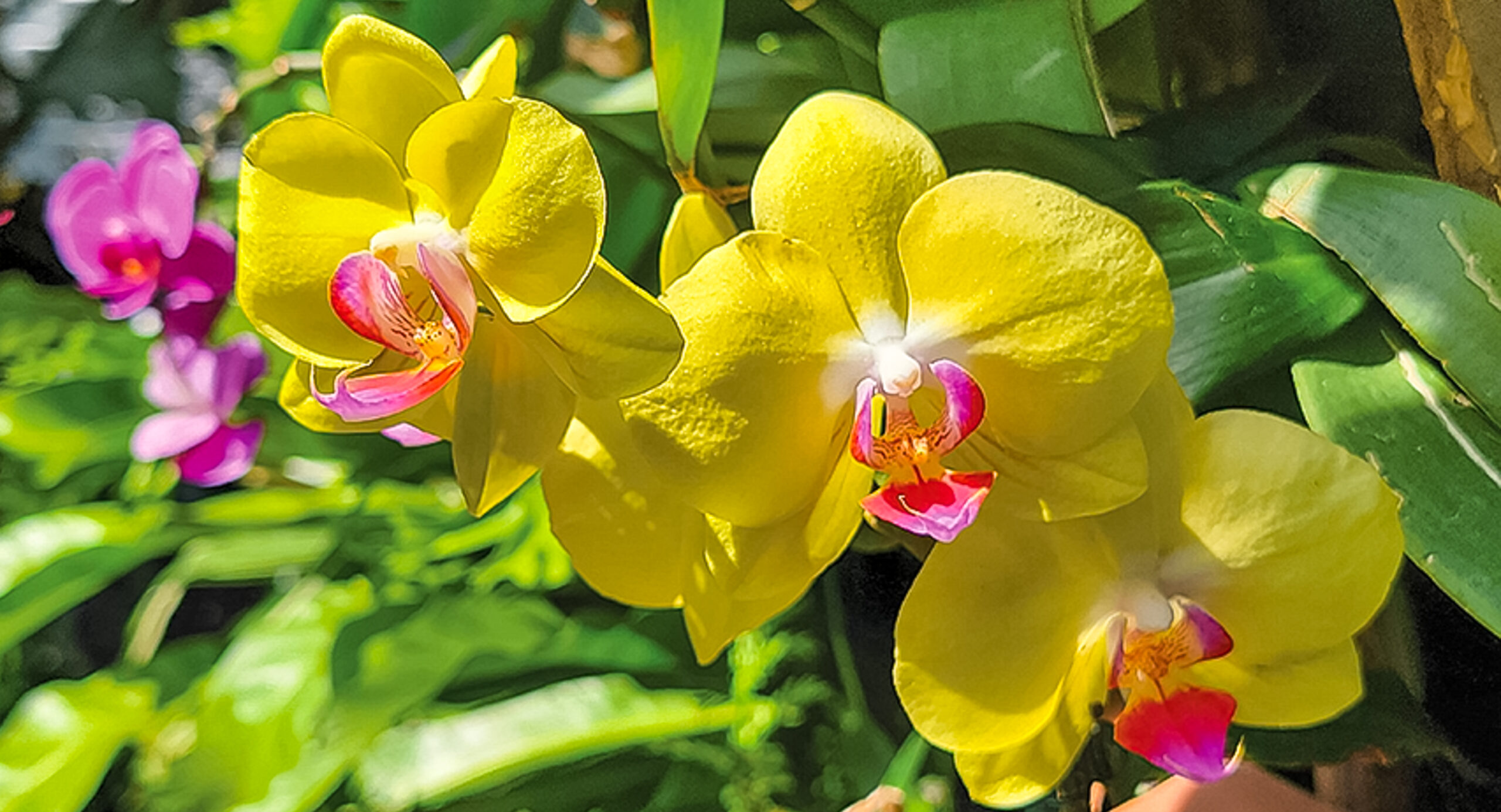 Calusa Garden Club of Marco Island